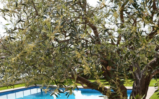 Квартира в Калелье